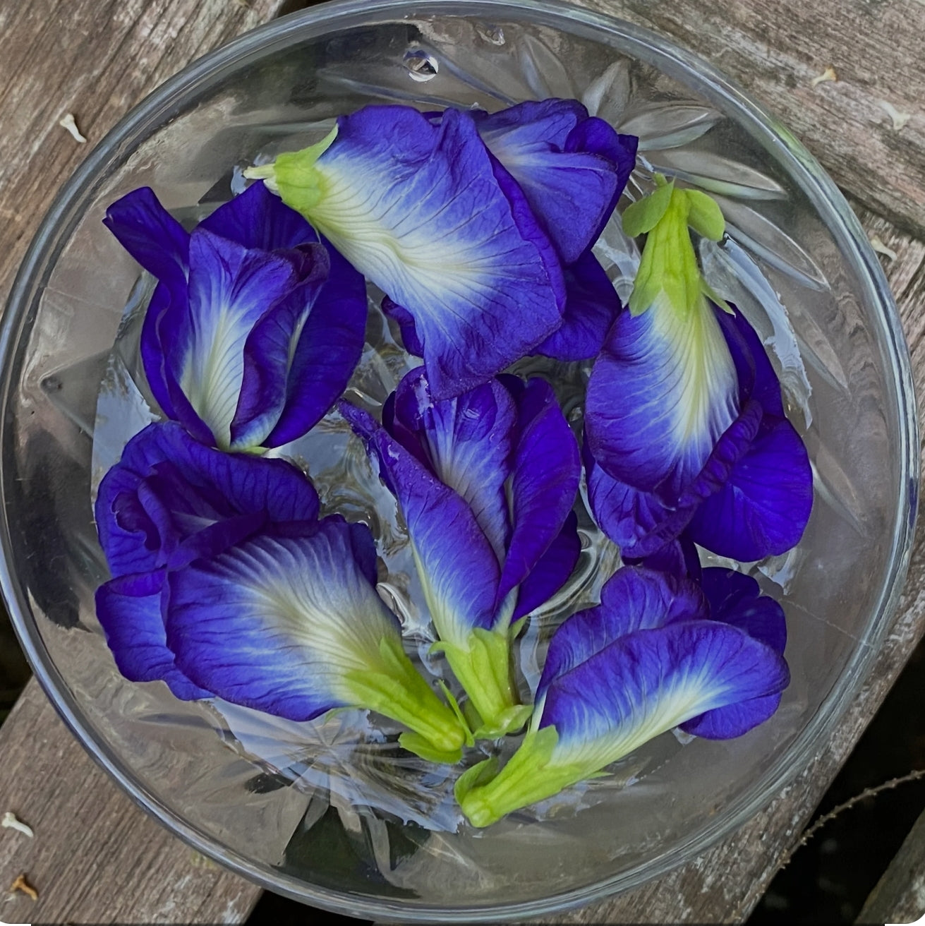 Whole Butterfly Pea Tea Leaves