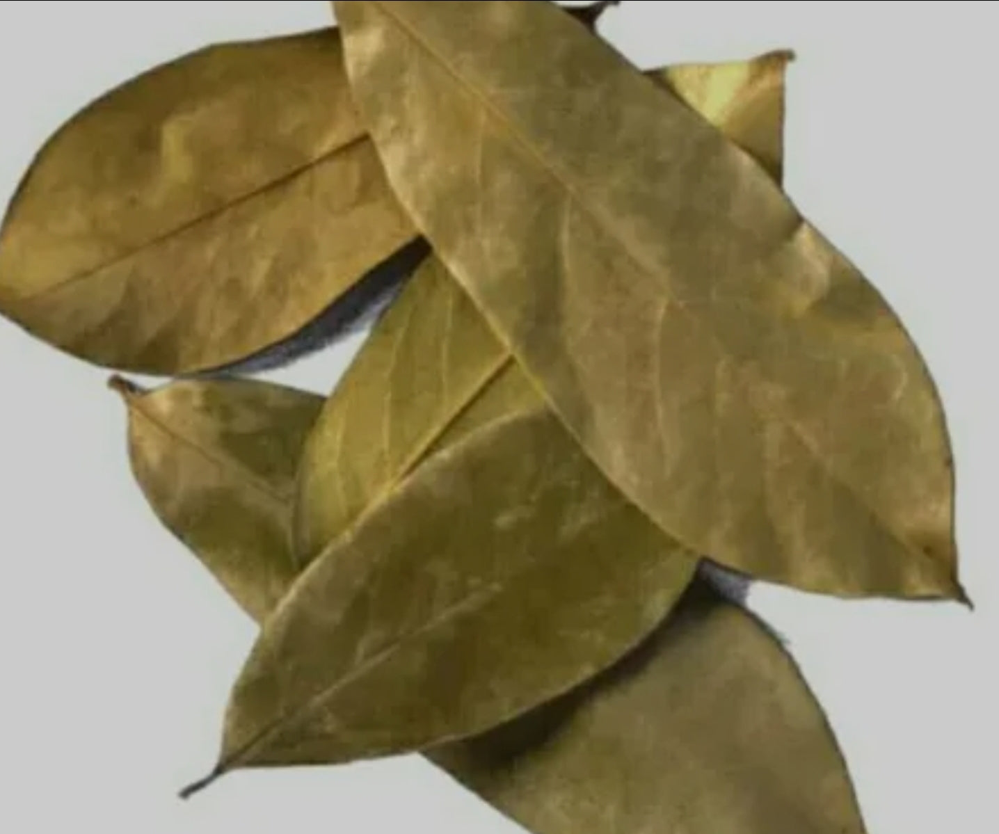SourSop Leaves
